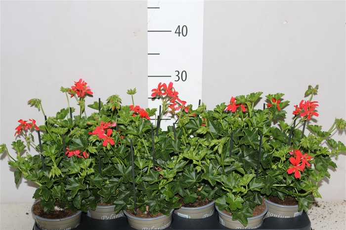 <h4>Pelargonium Pelt Balkon Rood</h4>