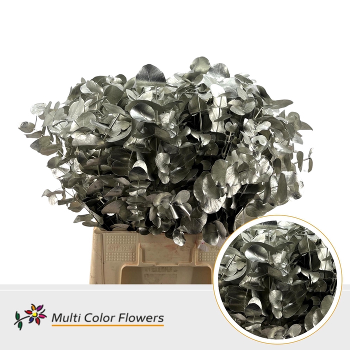 <h4>Eucalyptus cinerea Platina</h4>