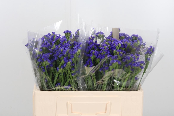 <h4>Lim S Levis Wings</h4>