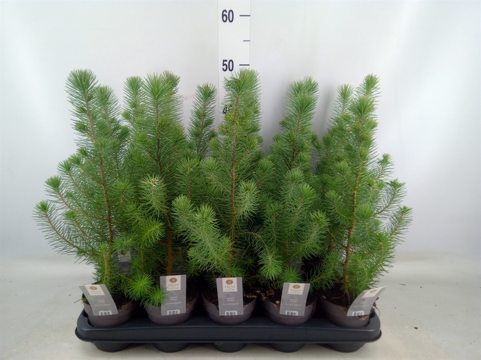 <h4>Pinus pinea 'Silver Crest'</h4>