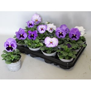 Viola wittrockiana F1 Lavender Shades