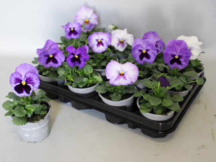 <h4>Viola wittrockiana F1 Lavender Shades</h4>