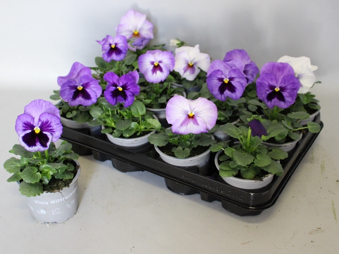 Viola wittrockiana F1 Lavender Shades