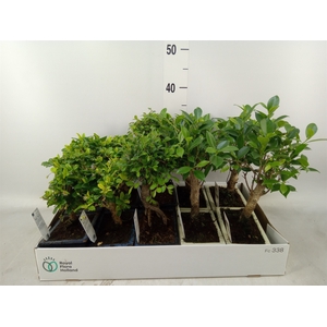 Bonsai   ...mix