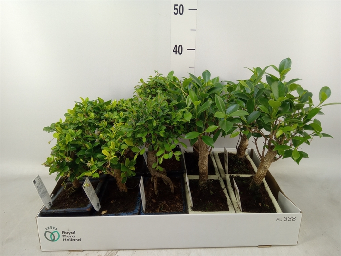 <h4>Bonsai   ...mix</h4>