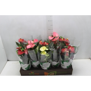 ANTHURIUM VARIADO P12