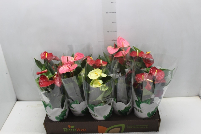 <h4>ANTHURIUM VARIADO P12</h4>