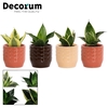 Sansevieria Hahnii 6 cm Mix in Sanne (Nature Love-collection)