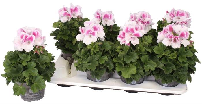 <h4>Pelargonium Pelargonium Grandifloru</h4>