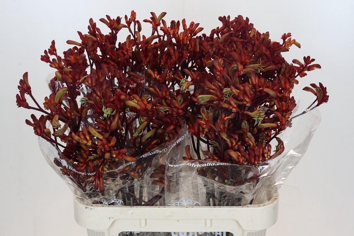 <h4>Tagetes Marigold Promise Orange</h4>