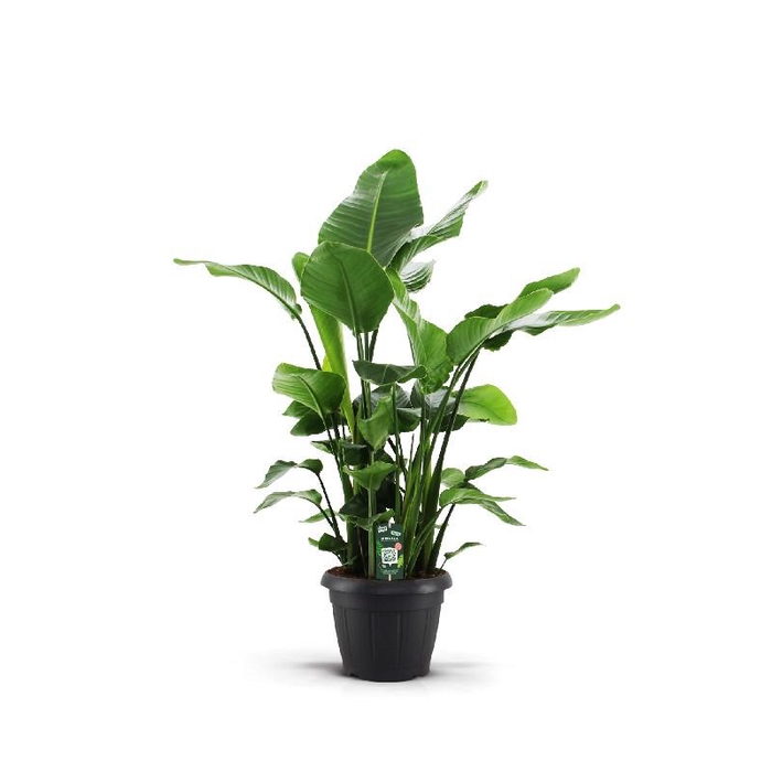 <h4>Strelitzia Nicolai 9 stekken</h4>