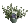 Nepeta Walkers Low