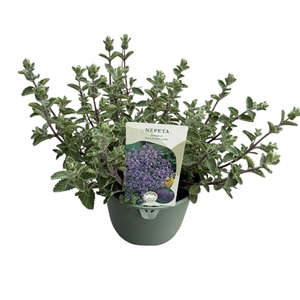 Nepeta Walkers Low