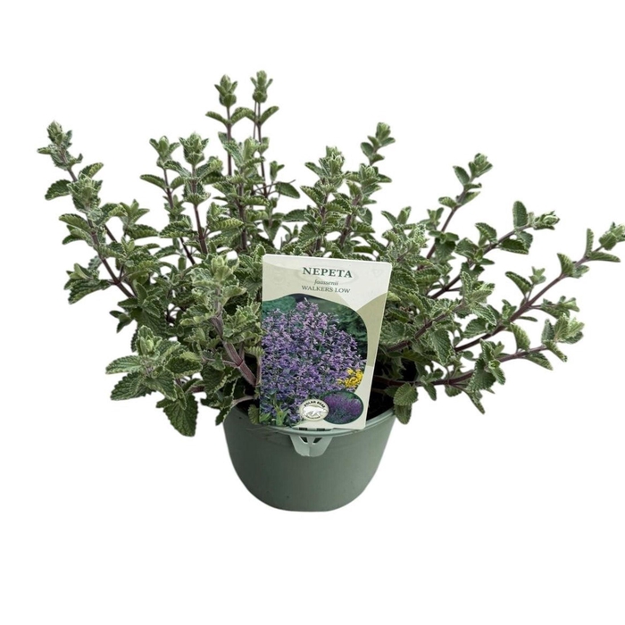 <h4>Nepeta Walkers Low</h4>