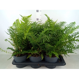 Dryopteris affinis