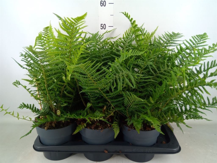 <h4>Dryopteris affinis</h4>