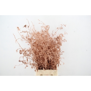 Elzenprop Copper per bunch