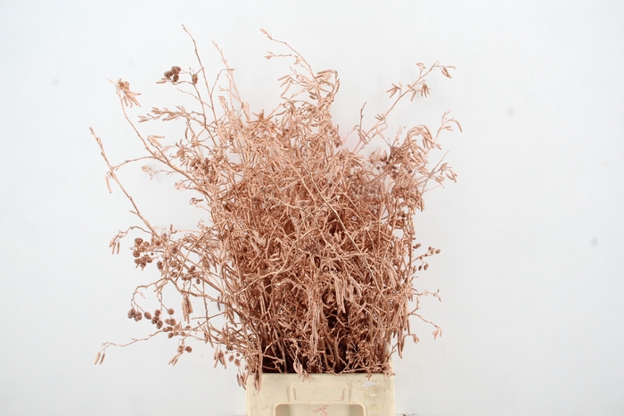 <h4>Elzenprop Copper per bunch</h4>