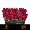 Rosa GR 'Red Naomi!' Wild West