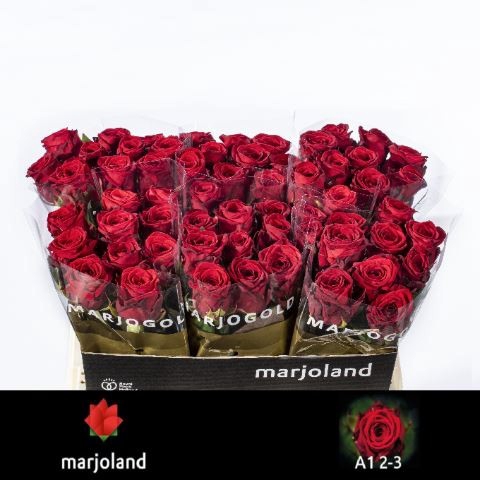 <h4>Rosa GR 'Red Naomi!'</h4>