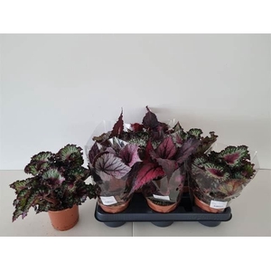 Begonia BD rex   ...mix