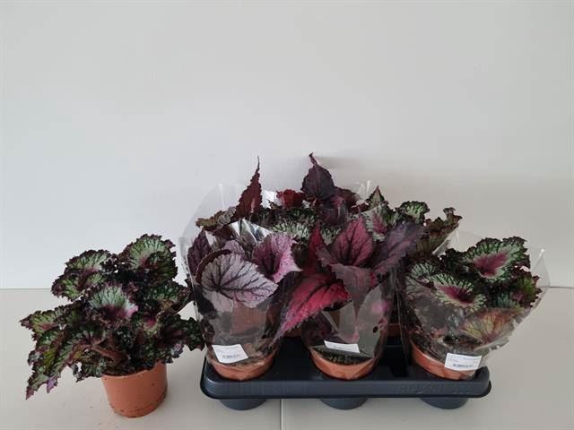 <h4>Begonia BD rex   ...mix</h4>