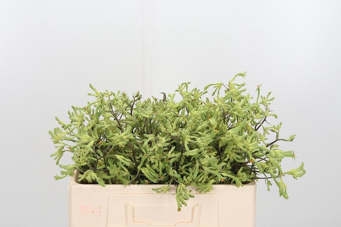 <h4>Anigozanthos Overig</h4>