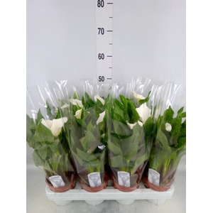 Zantedeschia   ...