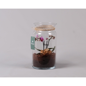 Glazen melkbus met Phalaenopsis D15.5 H30