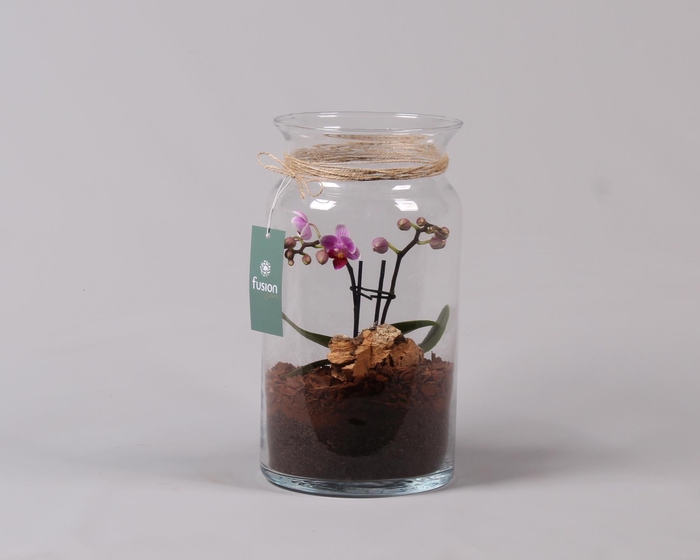 <h4>Glazen melkbus met Phalaenopsis D15.5 H30</h4>