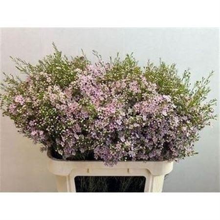 <h4>CHAME UN WENDY ROSE</h4>