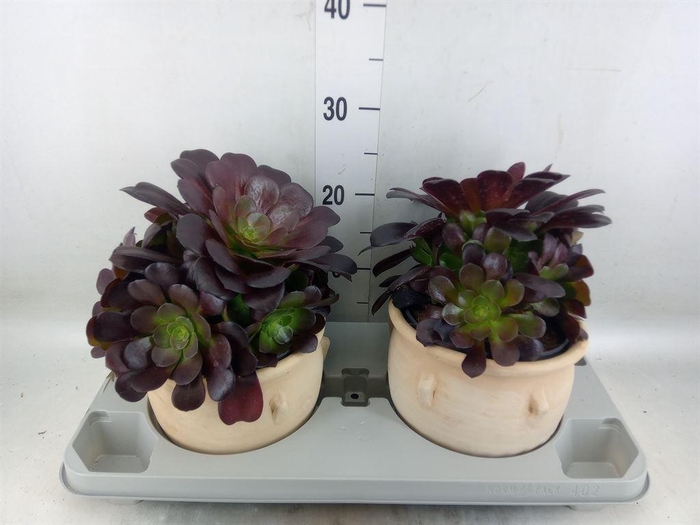 <h4>Aeonium arboreum 'Velours'</h4>