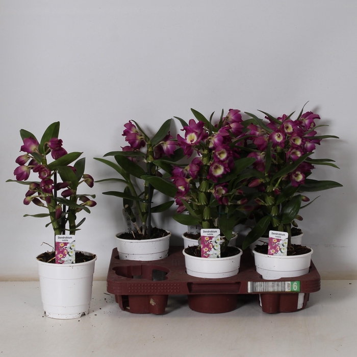 <h4>DEND NOBILE</h4>