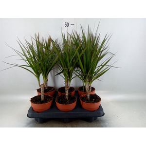 Dracaena marg.