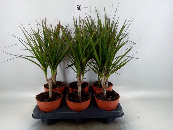 <h4>Dracaena marg.</h4>