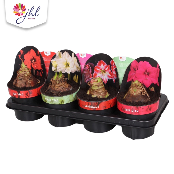 <h4>Amaryllis Mix</h4>