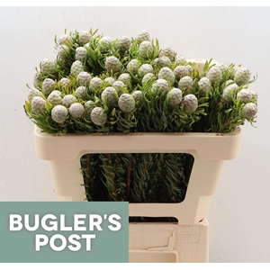 LEUCAD L AYOBA JA PE