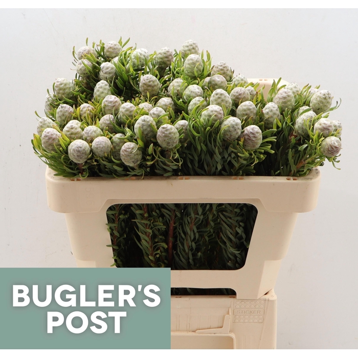 <h4>Leucad L Ayoba Ja Pe</h4>