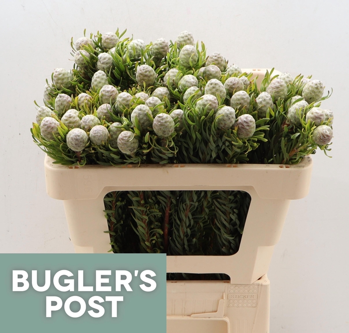 <h4>LEUCAD L AYOBA JA PE</h4>