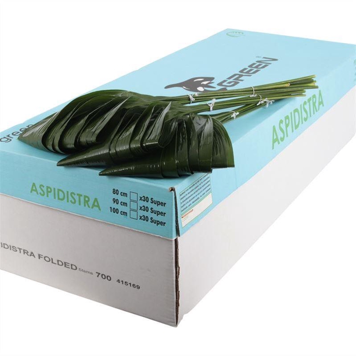 <h4>Aspidistra Gevouwen Orca</h4>