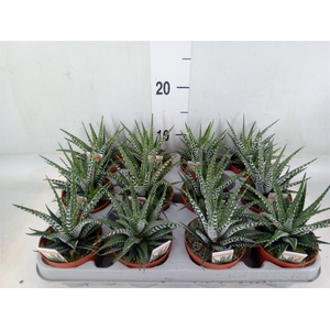 Haworthia fasciata 'Big Band'