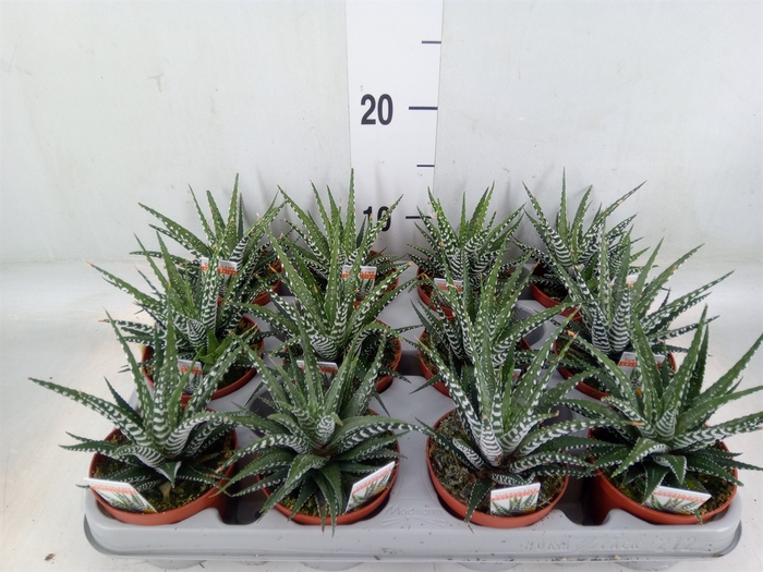 <h4>Haworthia fasciata 'Big Band'</h4>