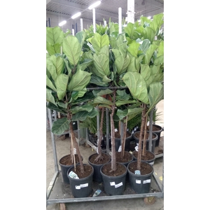 Ficus lyrata