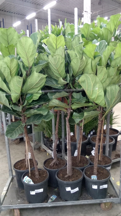 <h4>Ficus lyrata</h4>