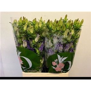 Camp M Campana Lilac