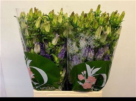 <h4>Camp M Campana Lilac</h4>