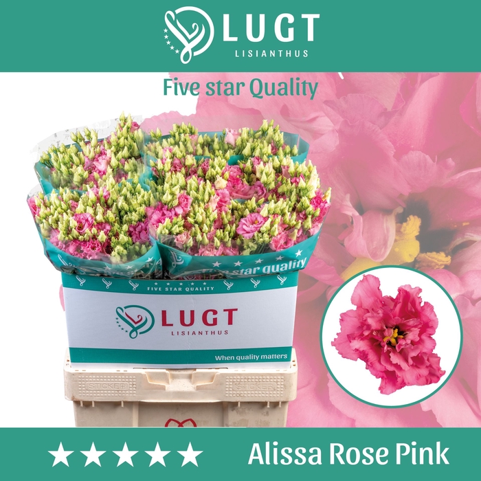 <h4>Eustoma russellianum gevuldbloemig Alissa Rose Pink</h4>