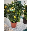 Citrus hystrix
