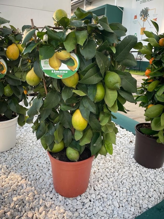 Citrus hystrix