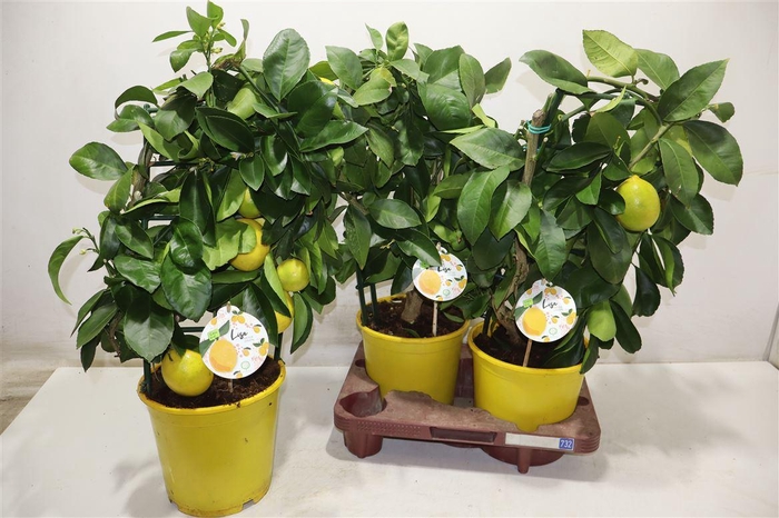 <h4>Citr Meyeri Meyer</h4>